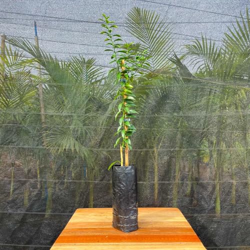 Muda Frutífera de Limão Cravinho Enxertado