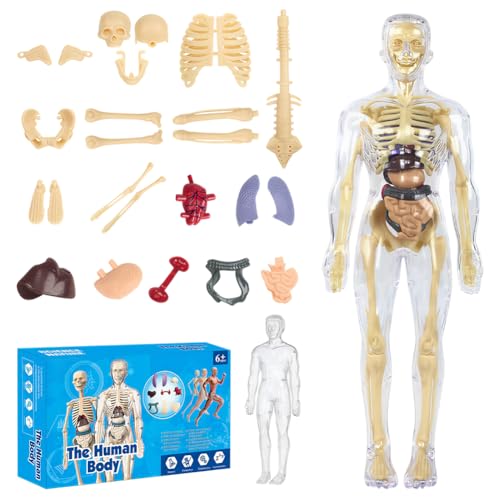 CEWROM Modelo 3D de cuerpo humano para niños, modelo de estructura de cuerpo humano transparente con esqueleto y músculos, modelo de esqueleto de anatomía, modelo de enseñanza, cuerpo humano