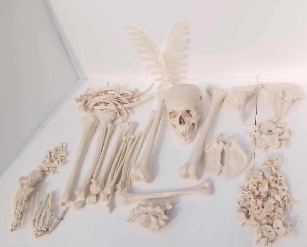 E-Medi Imported Disarticulated Human Skeleton Model Bone Set With 3 Part Skull