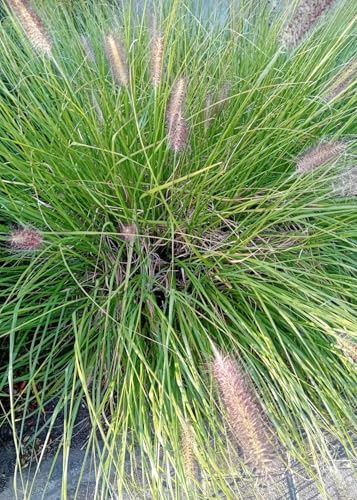 Lampenputzergras Pennisetum alopecuroides Hameln im 3 L Topf