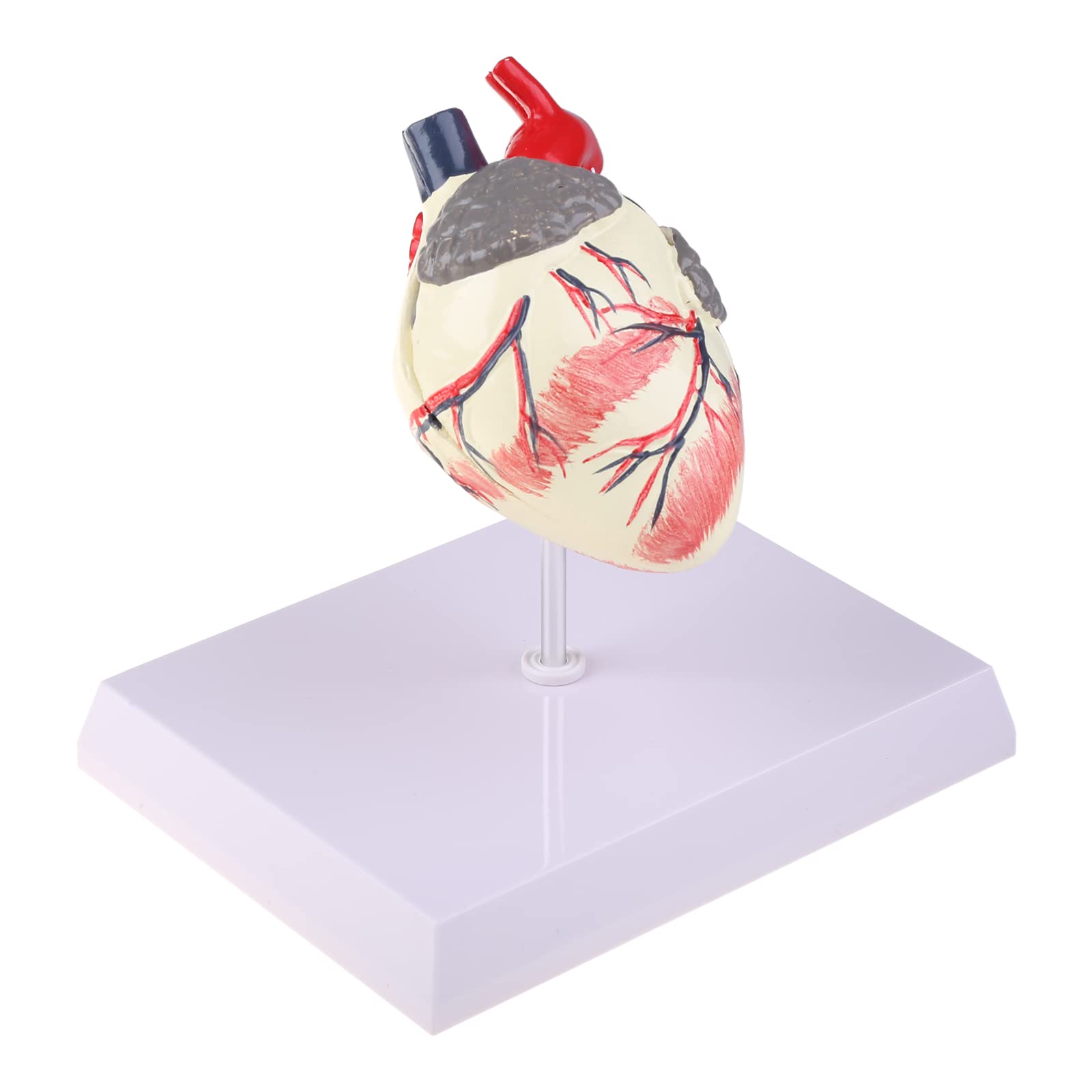 Modèle d'anatomie du Coeur de Chien Canin Animal de Compagnie Étude d'organes d'animaux Aide pédagogique Éducation