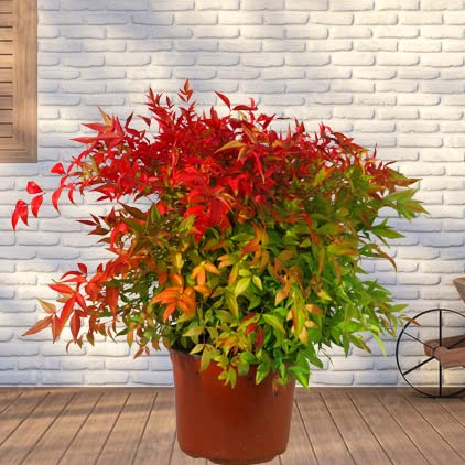 Nandina domestica Scheinbambus, XXL - Himmelsbambus immergrn, winterhart  Topfgre 23cm : Amazon.de: Garten