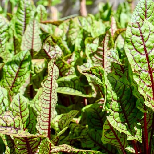 semi di acetosa, giardino roccioso Rumex acetosa, semi di cucina verdi giardino esotiche prodotti sostenibili vecchie 200pcs