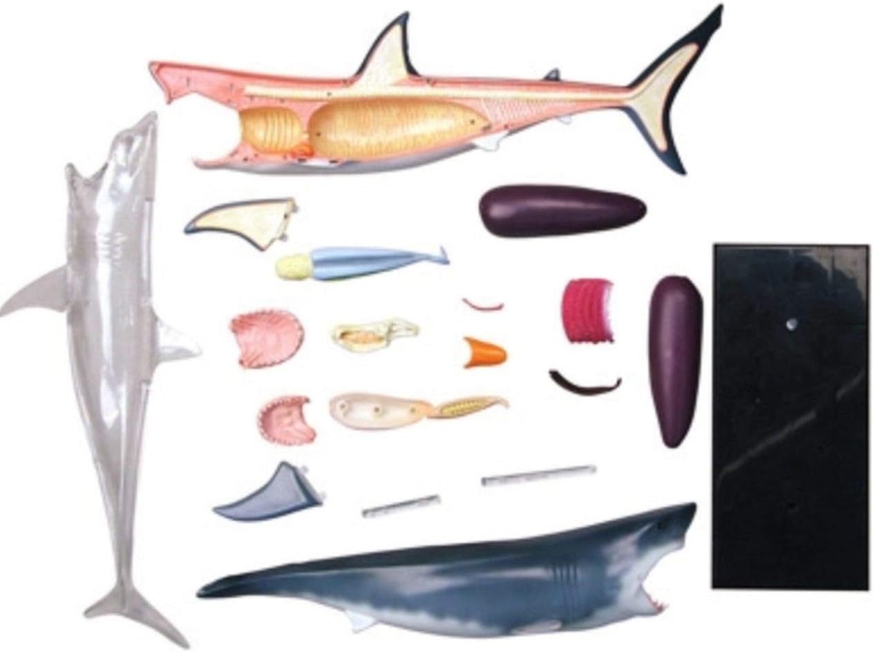 4D Vision Great White Shark Anatomy Model