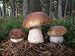 King Bolete Mushroom (Boletus edulis Bull) Mycelium Spores Spawn Dried Seeds