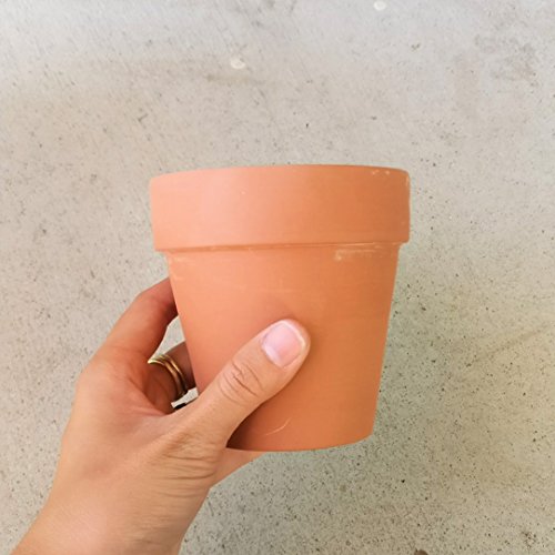 Variegated Bear Paw Succulent Cotyledon Ladismithiensis (4'' + Clay Pot) Rare Healthy Live Succulent #TOP2