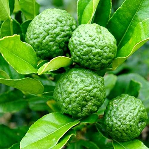 Qauzuy Garden 3 Makrut Kaffir Lime Seeds (Citrus Hystrix) - Fragrant Edible Leaves - Perennial Tropical Exotic Fruit Tree - Great For Container Pot - Easy To Grow #TOP6