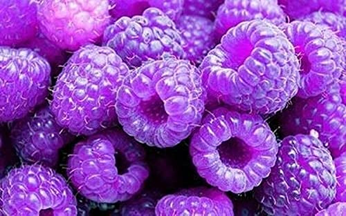 Purple raspberry varieties - Grow plants