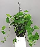 ポトス パーフェクトグリーン 5号 吊り鉢 観葉植物 インドアグリーン インテリア