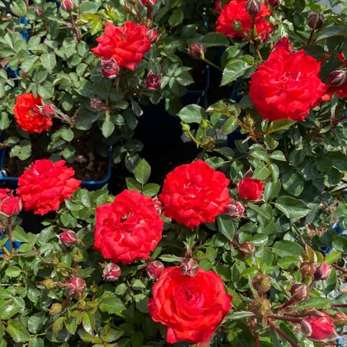 Zwergrose 'Zwergenfee 09®', orange-rot, Topf 3 Liter