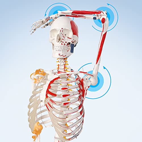 Image of 2026 New Human Skeleton Model, Medical Anatomical Life Size Skeleton Replica with Spinal Nerves, Muscle Insertion and Origin Points,Joint Ligaments,Includes Rolling Stand,for Doctors, Students