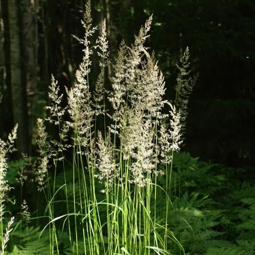 Semi di Calamagrostis acutiflora, ornamentali per il giardino decorazione da giardino per esterni 200pcs