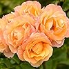 Amazon.com : Heirloom Roses Climbing Rose Bush - Royal Pageant™ Live ...