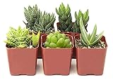 Shop Succulents | Haworthia Collection | Assortment of Hand Selected, Fully Rooted Alluring Miniature Aloe Live Indoor Succulent Plants, 5-Pack