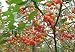 Kristin Cherry Tree Seeds - 20 Cherry Seeds - Qualityseeds4less Exclusive