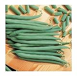 David's Garden Seeds Bean Bush Top Crop 1919 (Green) 100 Non-GMO, Heirloom Seeds