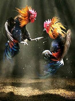Amazon Com Zmkdll Two Roosters Fighting Chicken Tin Sign Art Metal Wall Plaque Chicken Coop Decor Outdoor Indoor Wall Panel Retro Vintage Mural Size x30 Cm Poster Home Kitchen
