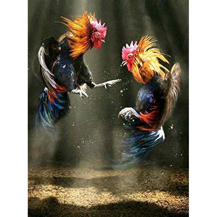 Về Đá Gà Truyền Thống