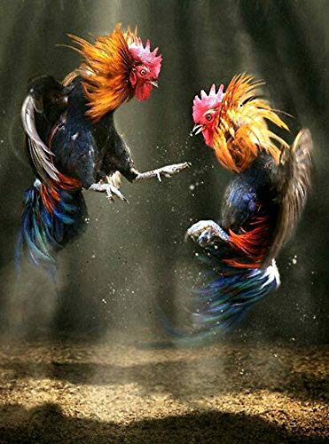 ZMKDLL Two Roosters Fighting Chicken Tin Sign Art Metal Wall Plaque Chicken Coop Decor Outdoor Indoor Wall Panel Retro Vintage Mural Size 20x30 cm Poster