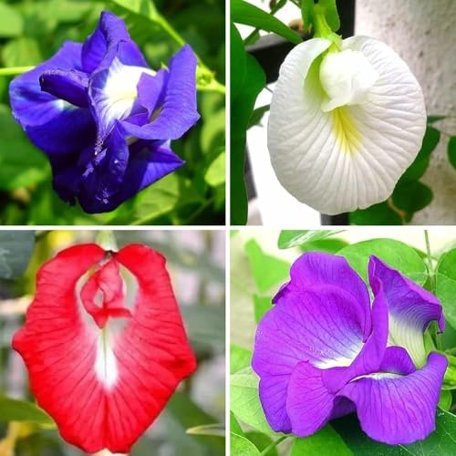 Image of Aparajita Flower Seeds - Multipetal Butterfly Pea All Colour Mix | Double Petal Garden Plant Seeds (Pack of 30 Pcs) GH