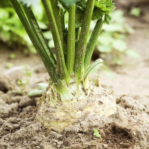 Semillas de apio nabo (semillas de apio) - plantas de apio nabo, macetas, plantas de jardín semillas de plantas de interior, plantas resistentes bancales elevados para jardín, plantas 250pcs