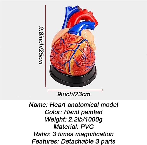 Modèle d'étude cardiaque de haute précision à texture claire - 3