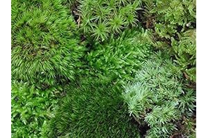 Live Terrarium Moss Assortment: Lush Greenery for Thriving Vivariums