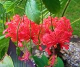 Live Plant - Rooted Hibiscus Schizopetalus Starter Plant