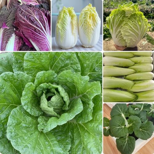 400 piezas Semillas de pak choy semillas de hortalizas de invierno Semillas resistentes de col china semillas hortalizas variedades antiguas regalos para jardineros semillas de hortalizas,