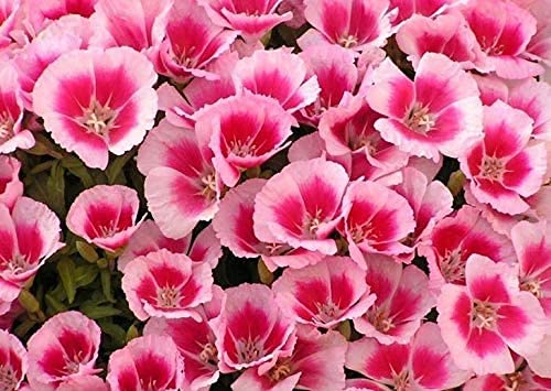 SRI SAI FORESTRY Godetia Rembrandt (Pink to Red Pedals) Flower Seeds Ornamental Plant Flower Seed for Home Garden Terrace Apartments Balcony Pack of 100 (B0825XZ4KM) Amazon Price History, Amazon Price Tracker