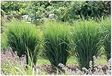 3 x Panicum virgatum 'Cloud Nine' im 1 Liter Topf (Ziergras/Gräser/Winterhart/Mehrjährig/Staude/Stauden) Blaue Riesen Rutenhirse - Himmelsblau für eindrucksvolle Landschaften - von Stauden Gänge