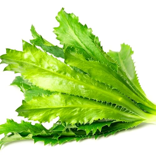 Culantro Seeds for Planting (Eryngium foetidum) 300 Seeds Non-GMO