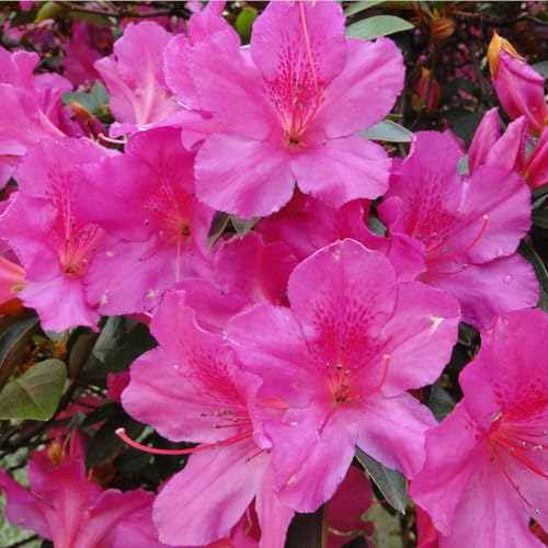 Muda de Azaleia Rosa Ideal Para Florir em Jardim