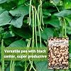 Sow Right Seeds - Black Eyed Cowpea Seeds for Planting - Non-GMO Heirloom Packet with Instructions to Plant a Home Vegetable Garden - Old Fashioned Bush Bean Variety - Extra Lucky (1) #2