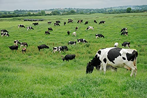 Nature's Seed 2.5 Acre Southern Subtropics Dairy Cow Pasture Seed Blend,Pb-Ssdc-2.5-A #TOP2