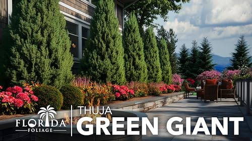 Thuja Green Giant | 40 Live Plants | Thuja standishii x plicata | Fast Growing Evergreen Trees | Privacy Hedge Plants for Landscaping
