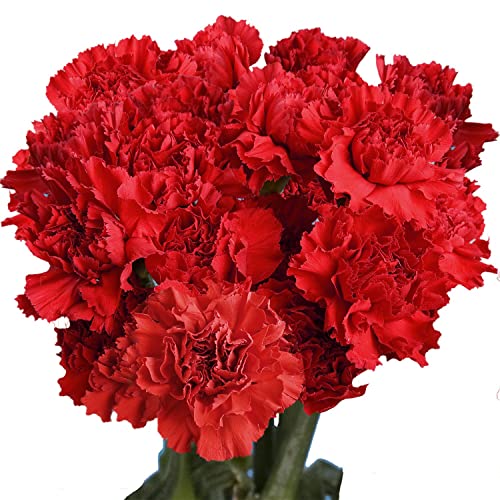 Amazon Com Flowers 100 Red Carnations Express Delivery Grocery Gourmet Food