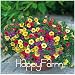 Lemon Slice Superbells Calibrachoa Petunia Annual Flower Seeds, 100 Seeds a Pack, 24 Colors to Choose,#ZZSOIT