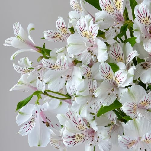 semillas de alstroemeria - interior variedades antiguas jardín decorativas balcón 30pcs