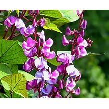 1 Pack of 10 Selected SEEEDS Hyacinth Bean - Dolichos Lablab