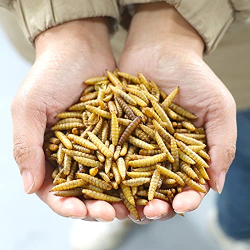 Whole Dried Black Soldier Fly Larvae-picture-11