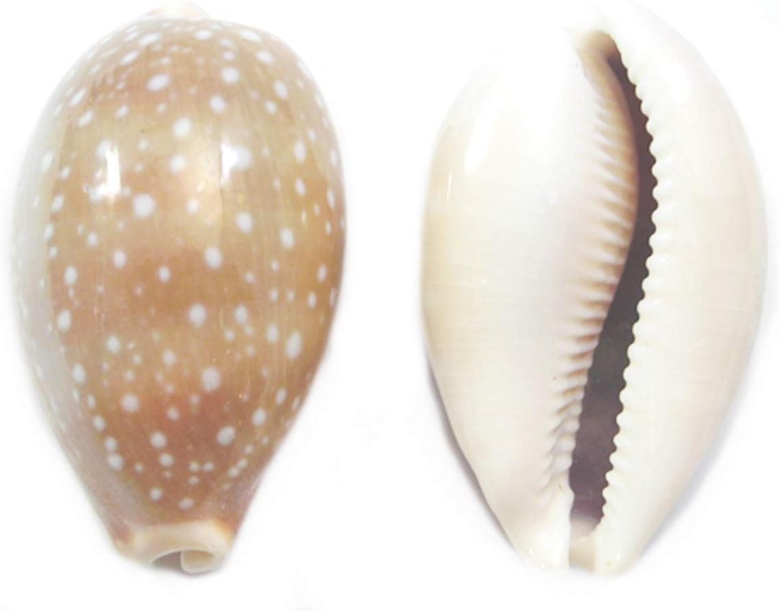 12 Beautiful Deer (Fawn) Cowrie Shells (Cypraea Vitellus) About 1.5 Beach Crafts Decor