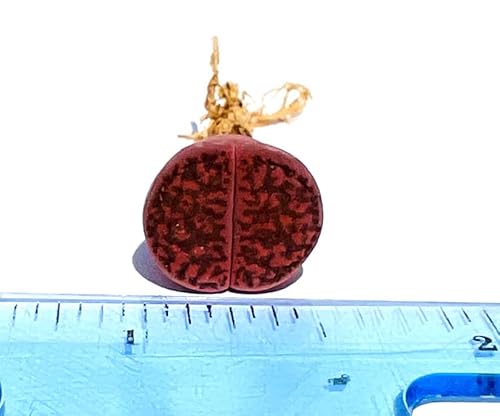 Micro Landscape Design One Lithops Bromfieldii Glaudinae 'Ember' Rare Purple Succulent Plant - Sold Individually (Small (0.3-0.5")) #TOP1