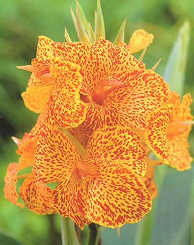 Canna Picasso Blumenrohr Rhizom Blumenzwiebeln (1 Canna (Rhizom))
