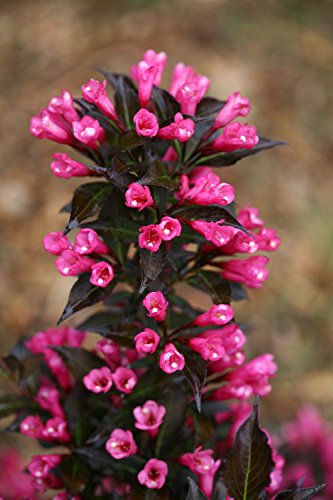 Proven Winners - Weigela Florida Spilled Wine (Weigela) Shrub, Pink Flowers, #2 - Size Container #TOP3