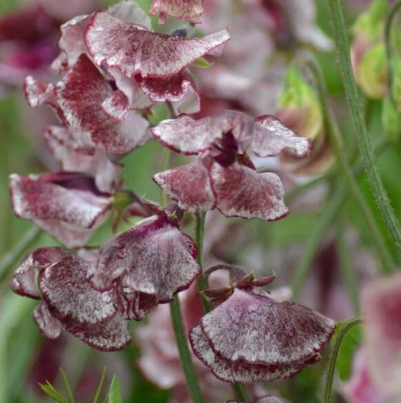 1 Pack of 20 SEEEDS Sweet Pea Wiltshire Ripple