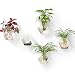 Mkono 2 Pack Wall Hanging Plant Terrarium Glass Planter--Hexagon Shape
