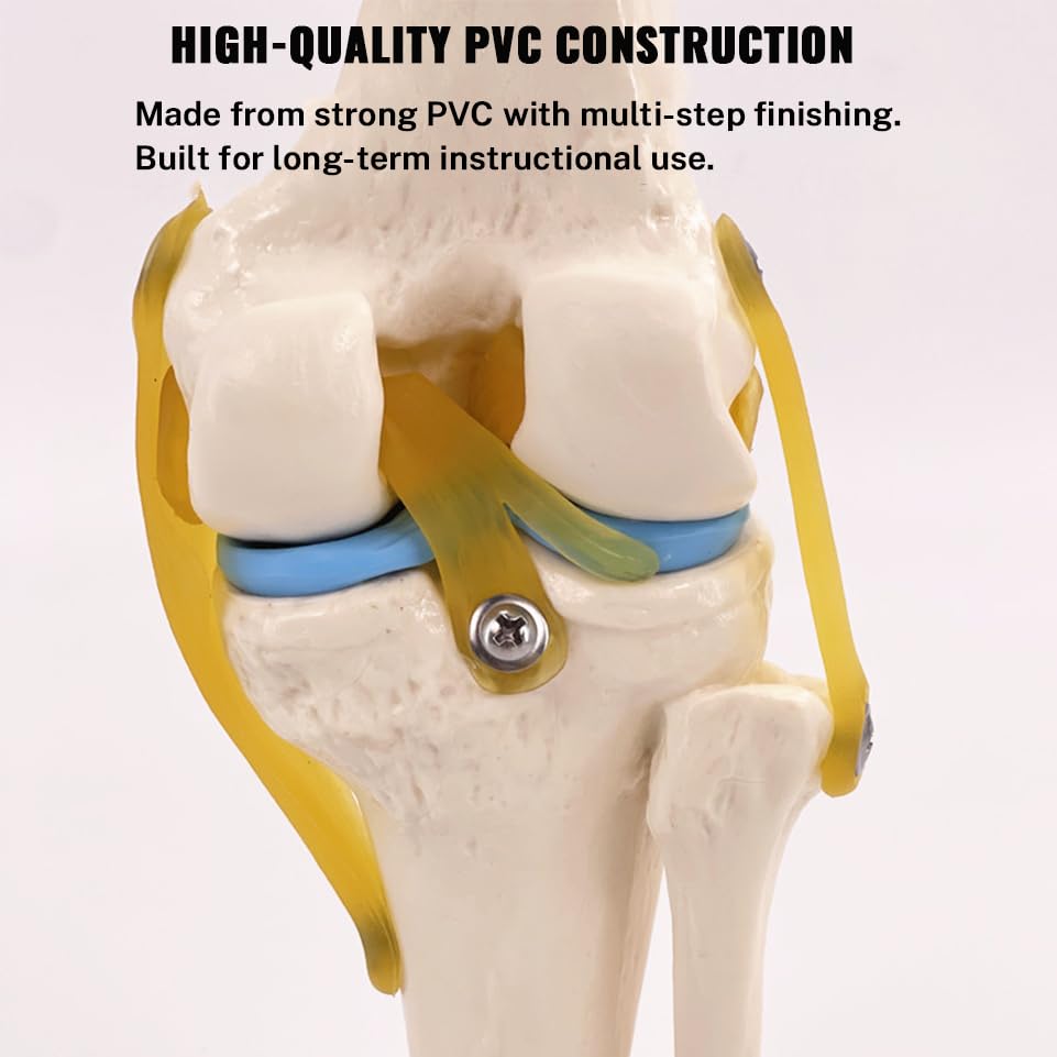 Life-Size Knee Joint Model with Ligaments Flexible Hand-Painted Anatomical Structure for Teaching & Demonstration PVC Material 12 Inches Tall product thumbnail 4