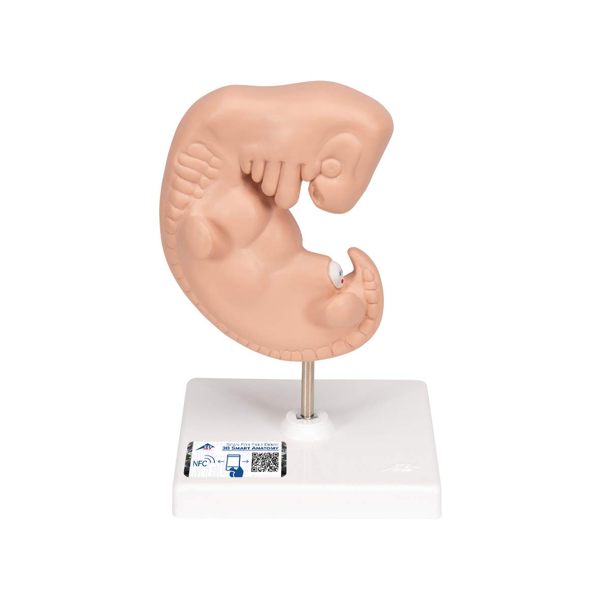 3B Scientific L15 Modelo de anatomía humana Embrión, 25 Veces + App de anatomía gratuita - 3B Smart Anatomy