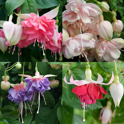 200+ Fuchsia Flower Seeds for Planting - Stunning and Vibrant Flowers Ornamental Plants Unique...